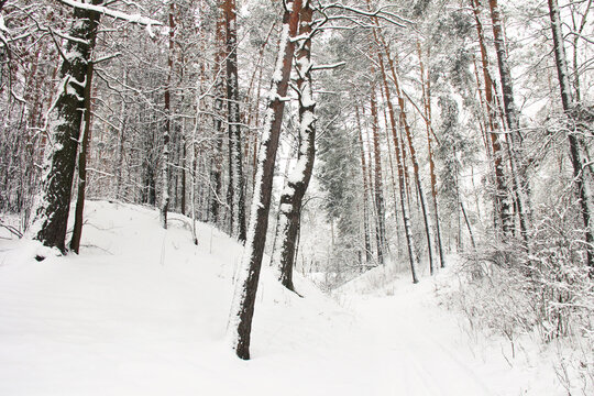 Wonderful winter forest. Incredibly beautiful nature. Snowy winter. Tall trees. Coniferous forest © Stasiuk