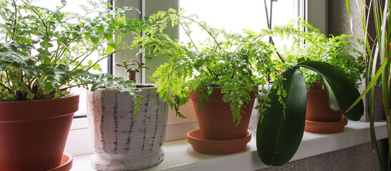 Garden.gardening home. Girl replanting green pasture in home garden.indoor garden,room with plants banner Potted green plants at home, home jungle,Garden room gardening, Plant room, Floral decor.