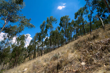 forest in the mountains