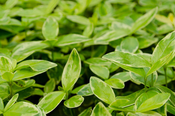 Fototapeta na wymiar Top view of Small leaf spiderwort Tradescantia fluminensis grass texture background. River spiderwort or small-leaf spiderwort have medicinal properties.
