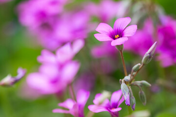 Fototapeta na wymiar Detail of pink clover flowers