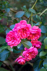Pink ever-blooming rose bush, USA