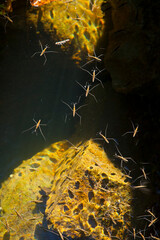 Insecto acuático Zapatero