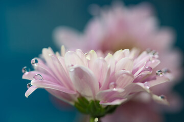 Soft pink pastel and delicate  gerbera flower petals with water drops refraction macro relaxing abstract blue background with selective focus and blurs, spring freshness joy and hope concept