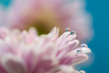 Soft pink pastel and delicate  gerbera flower petals with water drops refraction macro relaxing abstract blue background with selective focus and blurs, spring freshness joy and hope concept