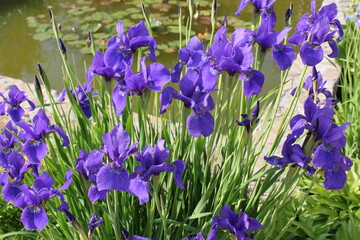purple iris in the apothecary garden in Moscow. flowers close-up
