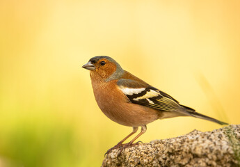 chaffinch perched on a branch with the background out of focus