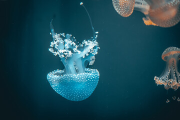 A Cool small blue color jellyfish with a background of orange color jellyfish in deep blue color water.