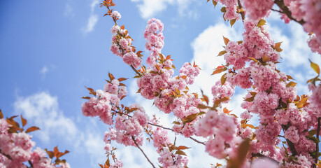 Spring blossom branch on pink blooming tree. Beautiful nature scene with flowers on tree and sun flare. Sunny day. Beautiful Orchard. Abstract blurred background