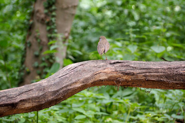 small bird robin sits on a horizontal tree trunk rear view on a summer day