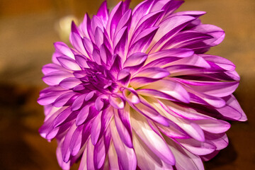 Obraz premium Purple and white dahlia, RC Diane Brazil, USA