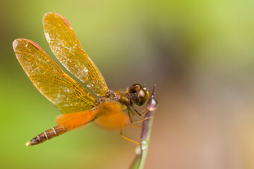 Brown dragonfly macro. Dragonfly with spread wings closeup sitting on a green grass leaf with bright green background out of focus due to shallow depth of field macro photo.