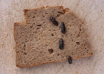 mehlkäfer krabbeln in einer reihe auf einer scheibe brot, von oben fotografiert, tenebrio molitor