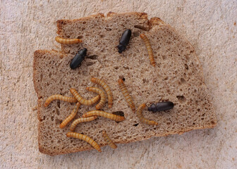 mehlkäfer und mehlwürmer auf einer scheibe brot von oben fotografiert, tenebrio molitor
