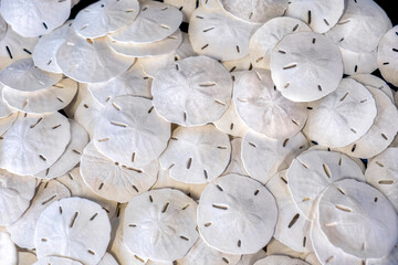 Sand dollars, USA