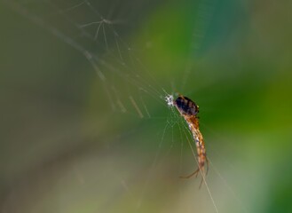 Spider in its cobweb