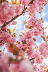 Spring blossom branch on pink blooming tree. Beautiful nature scene with flowers on tree and sun flare. Sunny day. Beautiful Orchard. Abstract blurred background