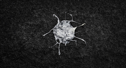 Vogelkot aus Asphalt