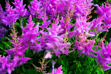 Colorful autumn flowers of astilba