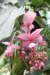 pink orchids in a tropical garden
