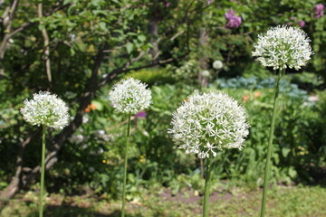 onion flowers in the form of balls bloom in the garden
