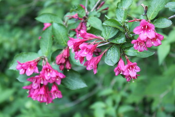 Fototapeta premium pink flowers bloom in the forest 