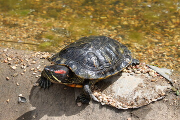 turtle on the ground near the pond