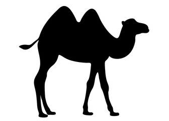 Big humpback camel. Desert animal.