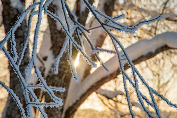 Winter landscape in a quiet Karelian forest.