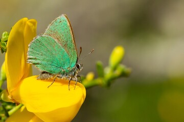 Green hairstreak (Callophrys rubi), small green butterfly on the yellow flower