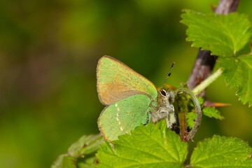 Green hairstreak (Callophrys rubi), small green butterfly on the green leaf
