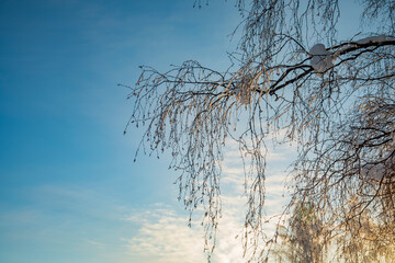 Winter landscape in a quiet Karelian forest.