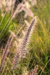 Crimson Fountain Grass, USA
