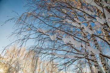 Winter landscape in a quiet Karelian forest.