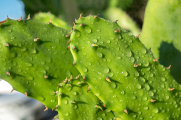 Prickly Pear cactus, USA