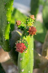 Prickly Pear cactus, USA