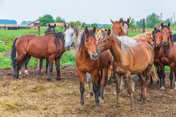 Fototapeta na wymiar A group of young horses stands on a horse yard against the background of a rural landscape, summer day