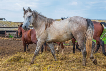 A white horse stands in a horse yard against the background of other brown horses 