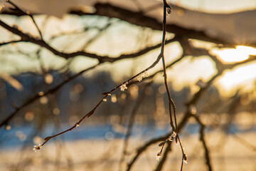 Winter landscape in a quiet Karelian forest.