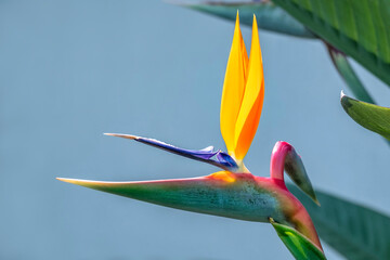 Bird of Paradise, USA
