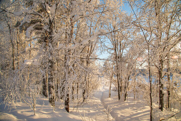 Winter landscape in a quiet Karelian forest.