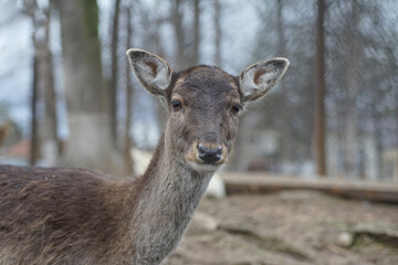 deer portrait in the forest
