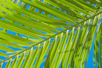 Areca palm, USA.