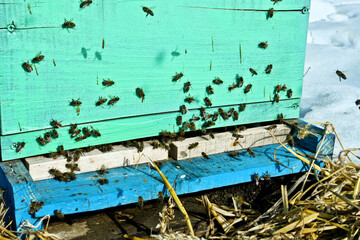 bees honey flying around the hive