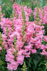 Pink Snapdragons, USA