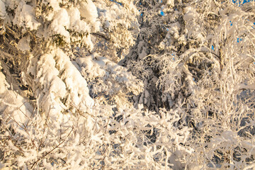 Winter landscape in a quiet Karelian forest.