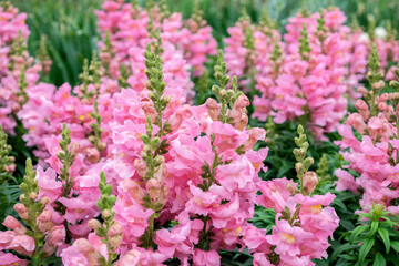 Pink Snapdragons, USA