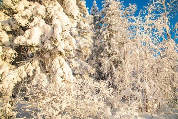 Winter landscape in a quiet Karelian forest.