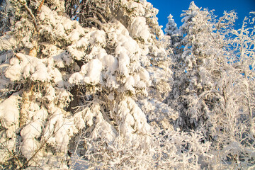Winter landscape in a quiet Karelian forest.