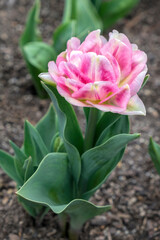 Pink tulip, USA